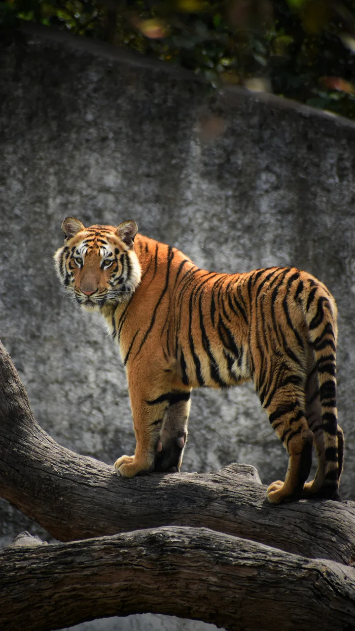 揭开森林之王的神秘面纱