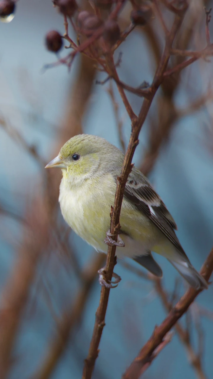 你认识这种金色翅膀的鸟吗？