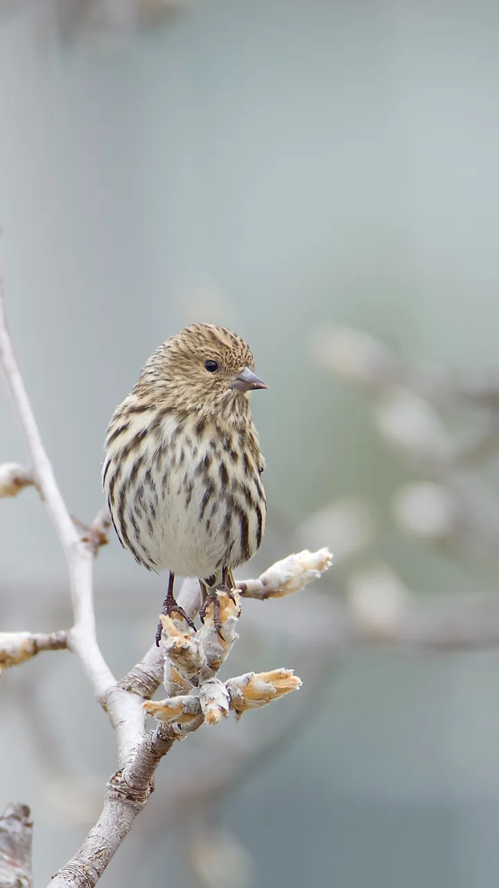 你认识这种金色翅膀的鸟吗？