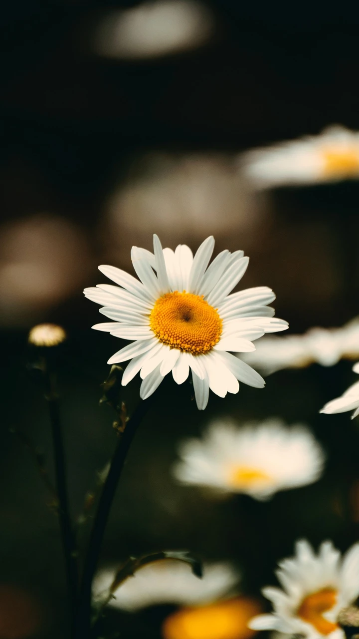 新手必看鲜花摄影方法