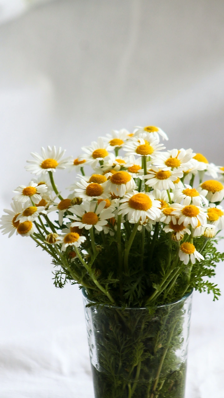 新手必看鲜花摄影方法