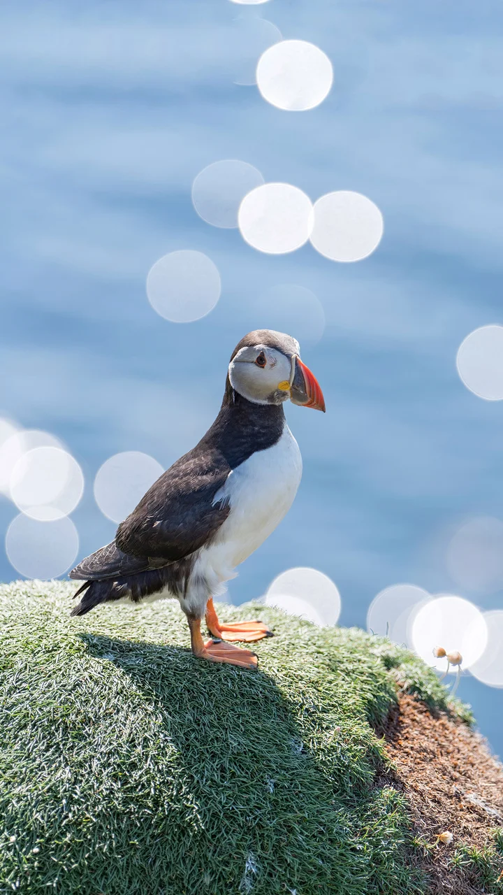 可爱又神秘的海雀