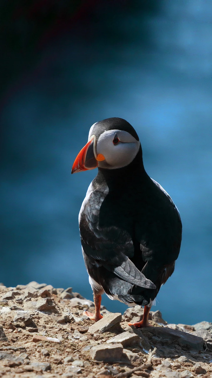 可爱又神秘的海雀