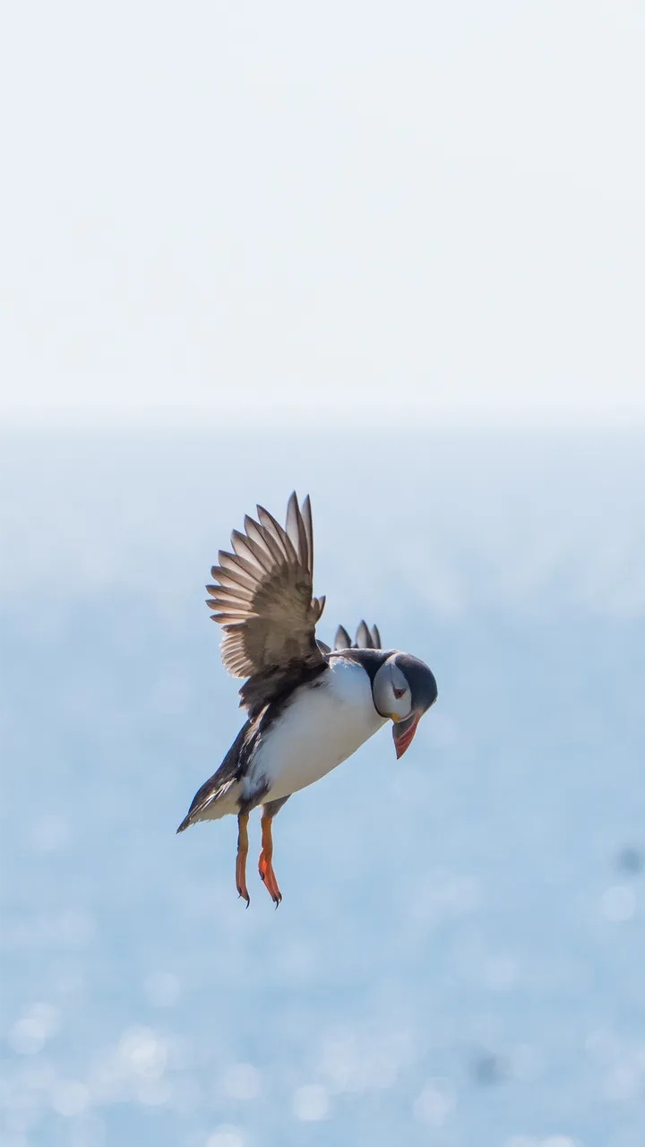 可爱又神秘的海雀