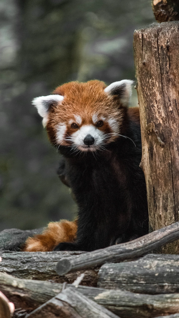 小熊猫奇妙物语