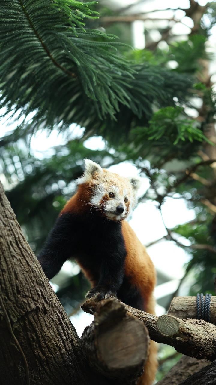 小熊猫奇妙物语