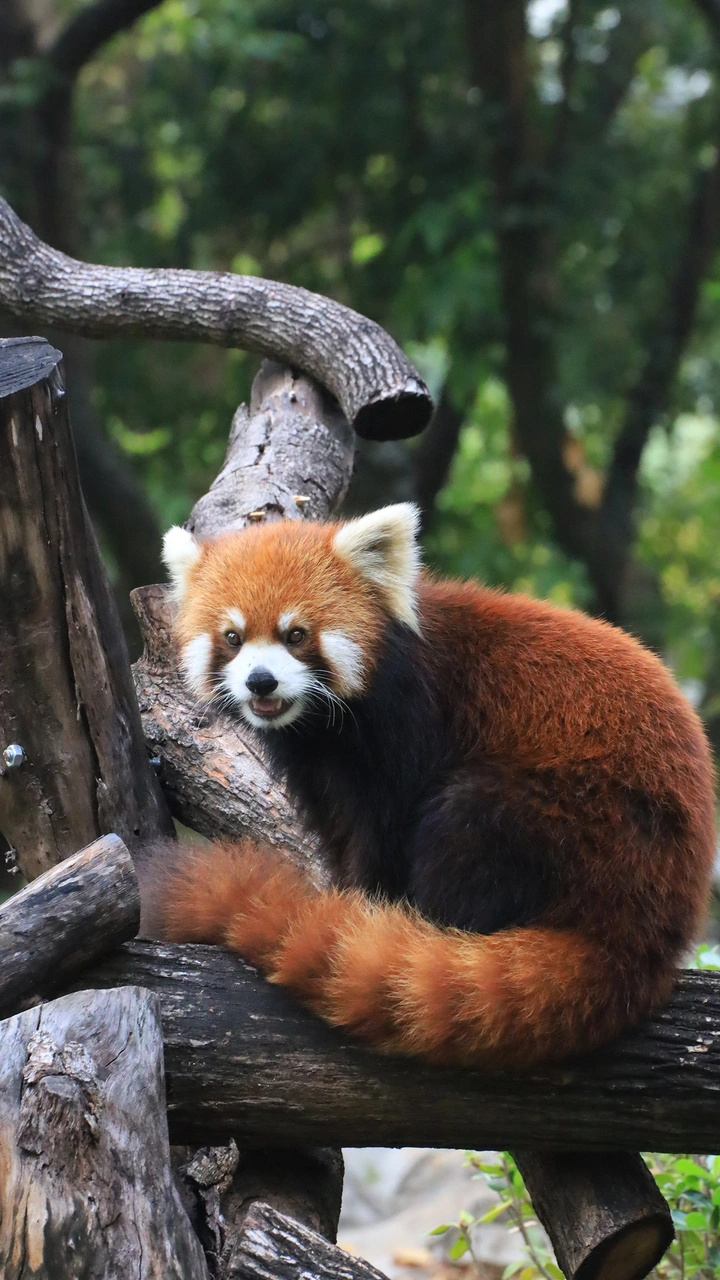 小熊猫奇妙物语