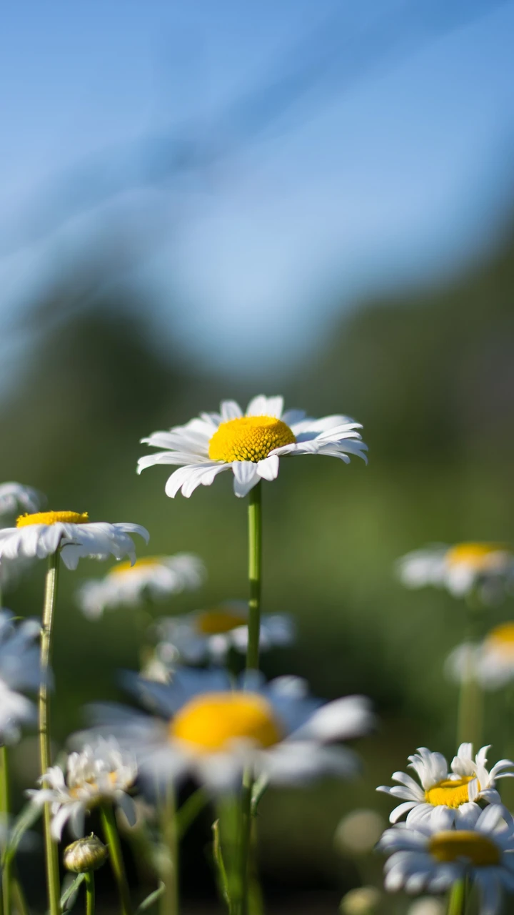 小雏菊的养护方法
