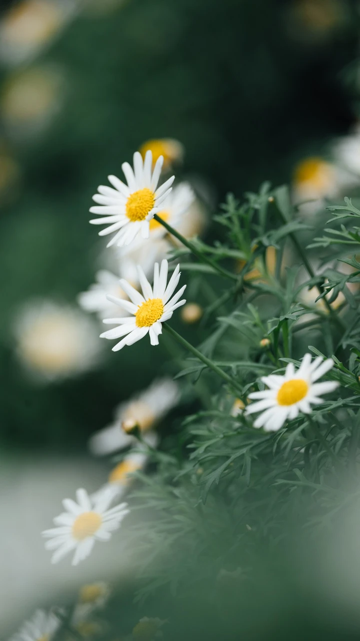 小雏菊的养护方法