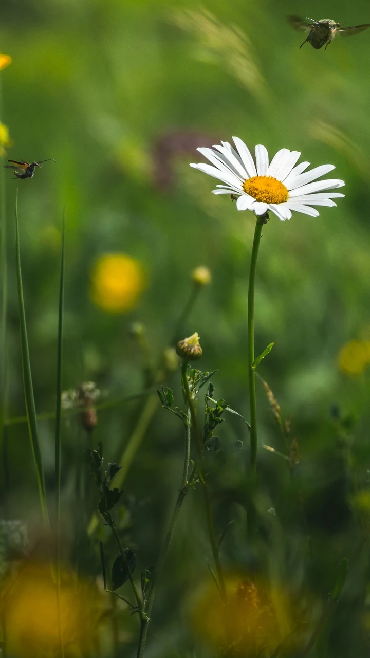 小雏菊的养护方法