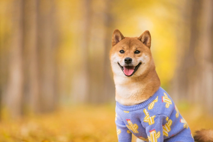 为狗狗的秋天做好准备