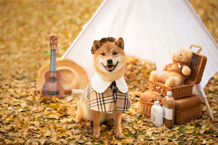 为狗狗的秋天做好准备