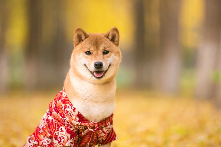 为狗狗的秋天做好准备