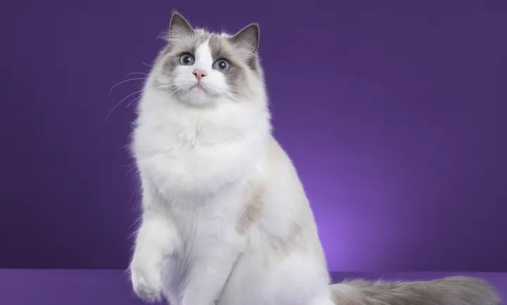 追逐黑暗的眼眸