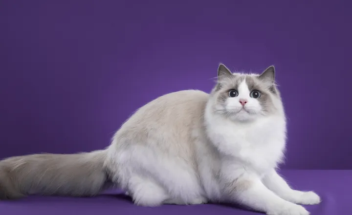 追逐黑暗的眼眸