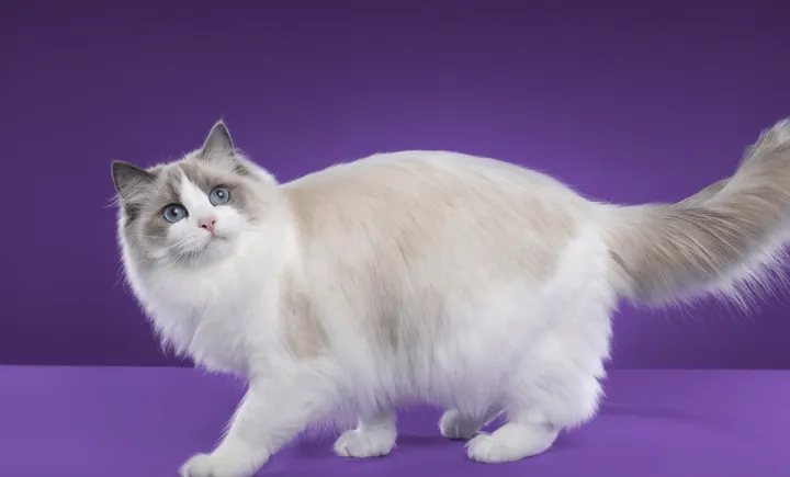 追逐黑暗的眼眸