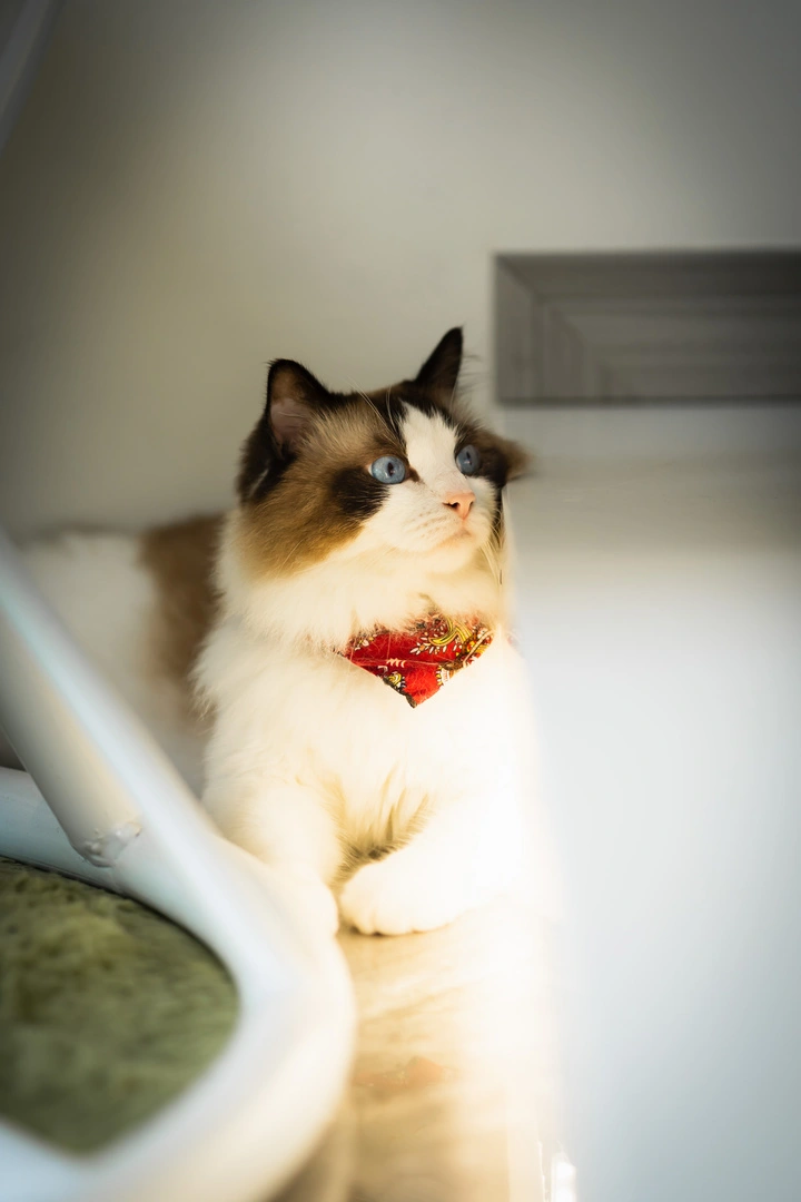 猫咪寿命对照表新出炉