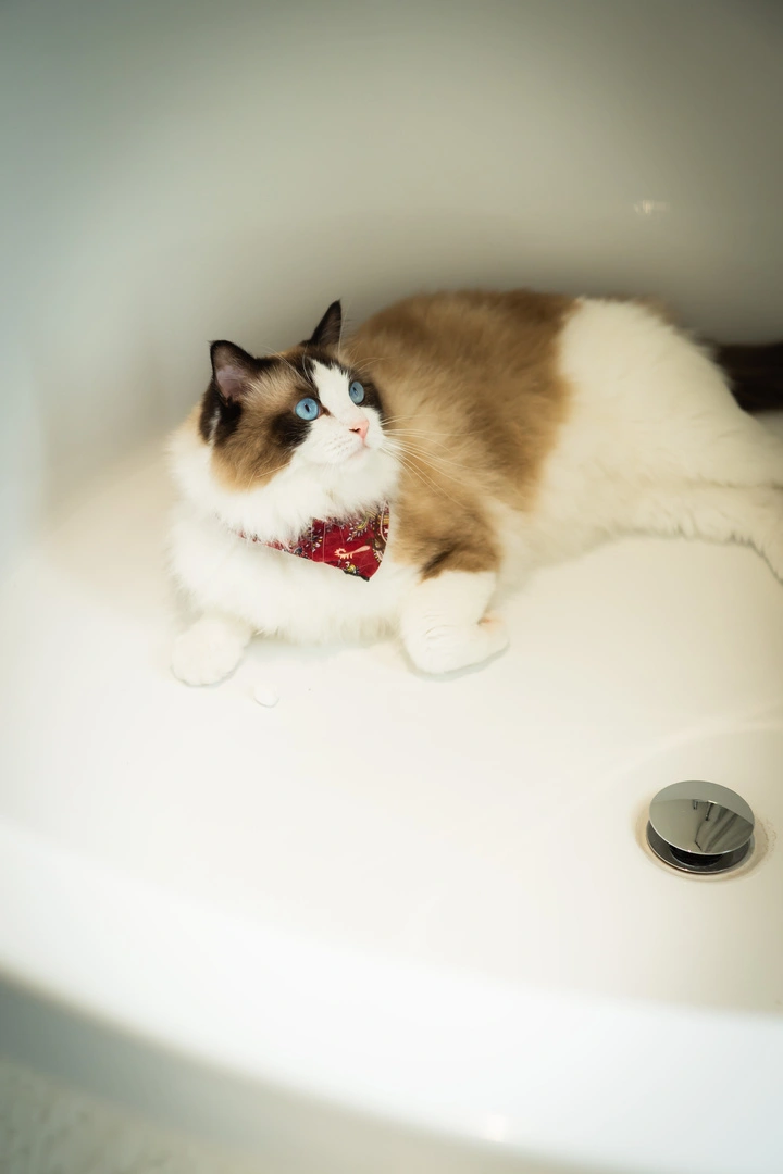 猫咪寿命对照表新出炉