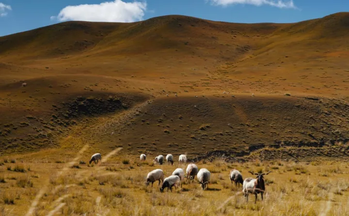 国庆去甘南秘境，探寻纯净自然的宝藏