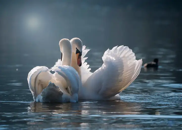 中西方审美之争：从天鹅形象看文化观念的差异