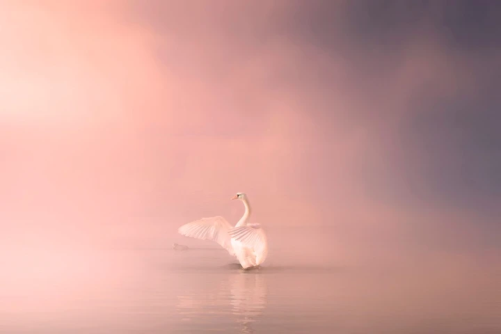 中西方审美之争：从天鹅形象看文化观念的差异