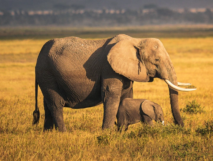 动物界的霸主对决：大象、老虎和棕熊谁更强？