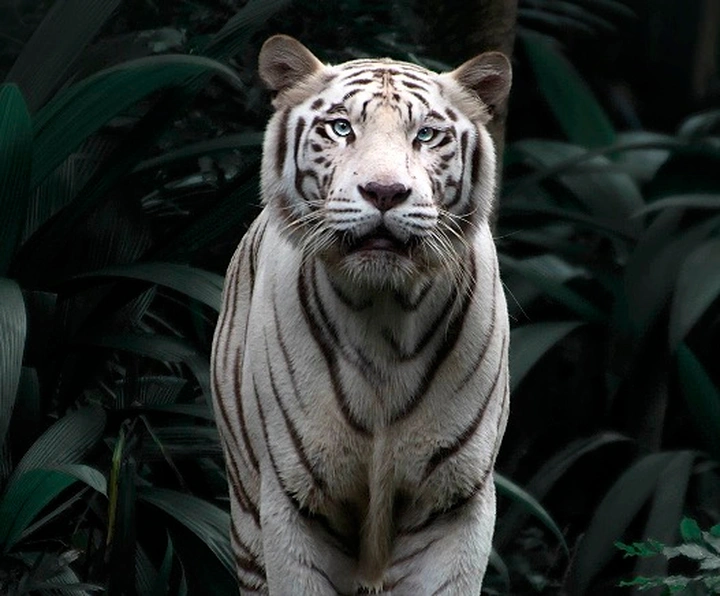 动物界的霸主对决：大象、老虎和棕熊谁更强？