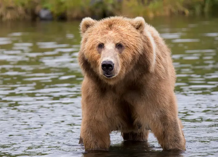 动物界的霸主对决：大象、老虎和棕熊谁更强？