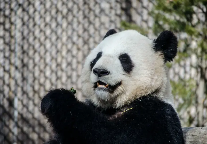 惊艳世界的三大国宝动物，你真的了解它们吗？