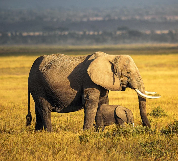 惊艳世界的三大国宝动物，你真的了解它们吗？