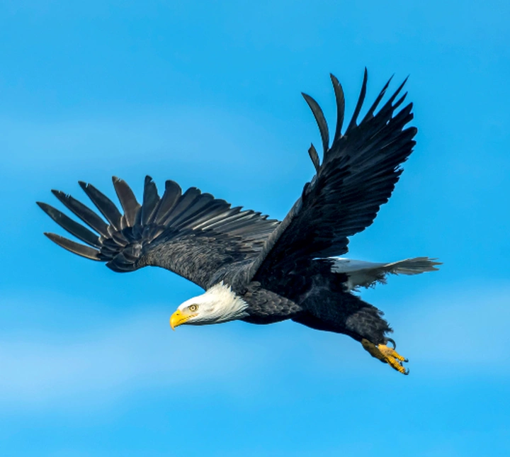 惊艳世界的三大国宝动物，你真的了解它们吗？