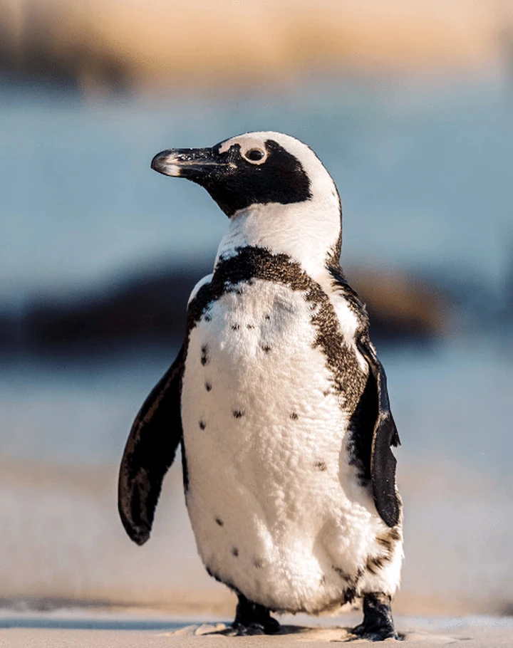 把企鹅从南半球带到北半球,需要倒时差吗?