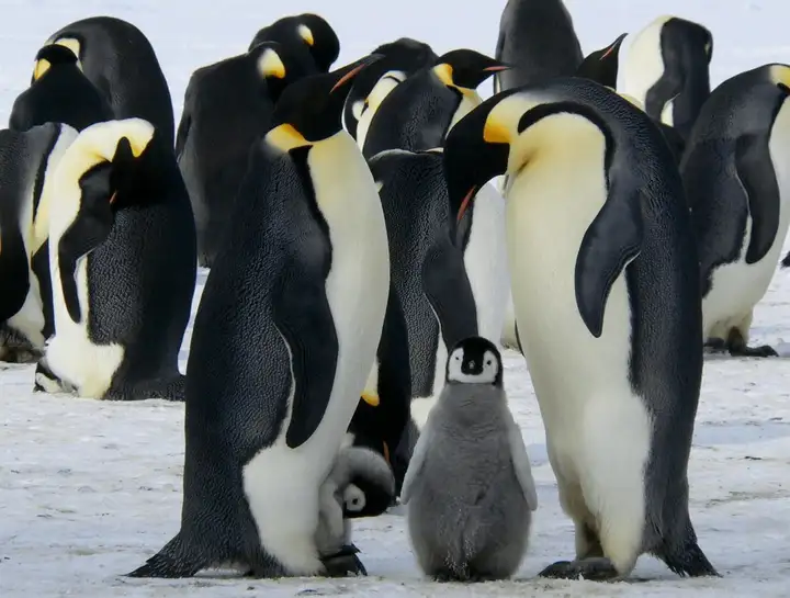 把企鹅从南半球带到北半球,需要倒时差吗?