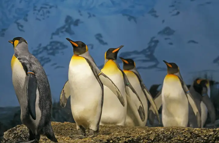 把企鹅从南半球带到北半球,需要倒时差吗?