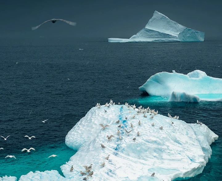 在寒冷的北极,遇见最富特色的野生动物