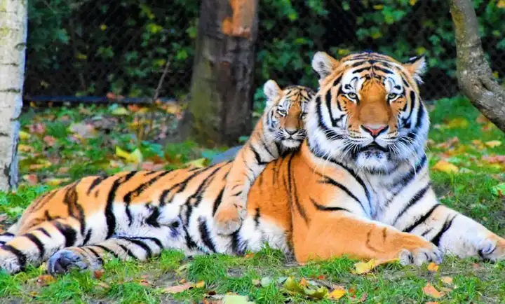 惊人适应性进化之谜:为何老虎放弃了绿色伪装?