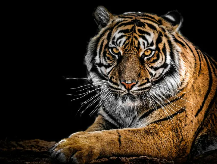 惊人适应性进化之谜:为何老虎放弃了绿色伪装?