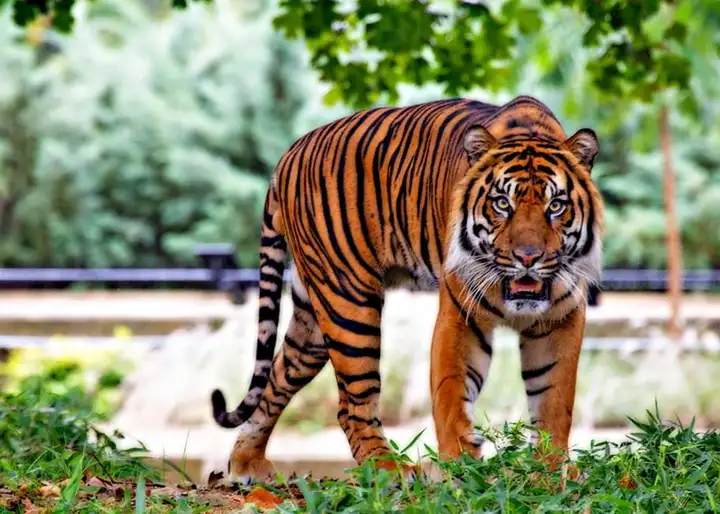 惊人适应性进化之谜:为何老虎放弃了绿色伪装?