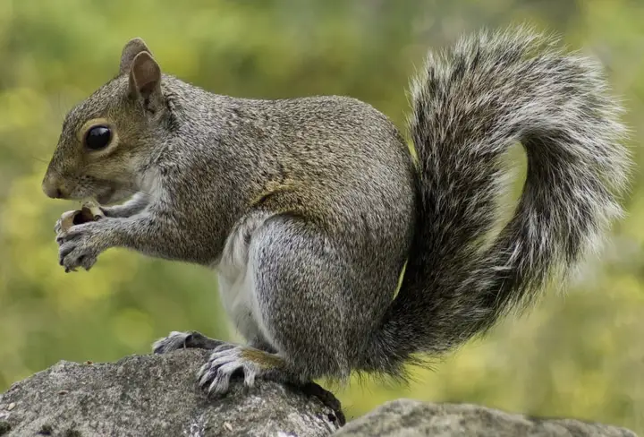 自然之道：松鼠如何成为野外生存的顶级专家？