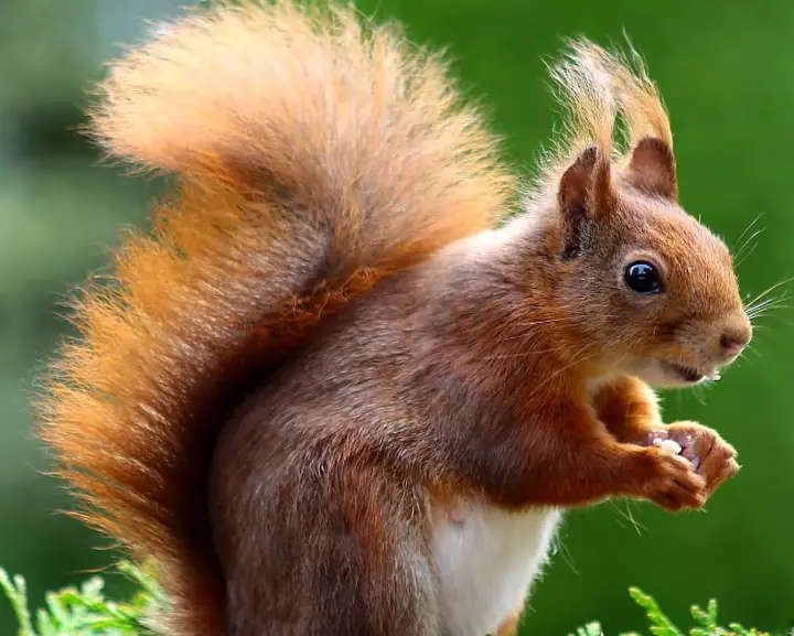 自然之道：松鼠如何成为野外生存的顶级专家？