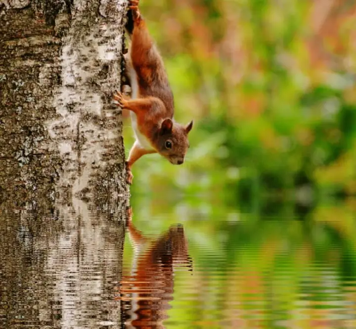自然之道：松鼠如何成为野外生存的顶级专家？
