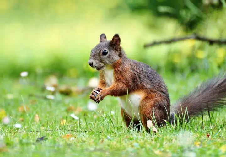 自然之道：松鼠如何成为野外生存的顶级专家？