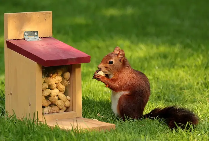 自然之道：松鼠如何成为野外生存的顶级专家？