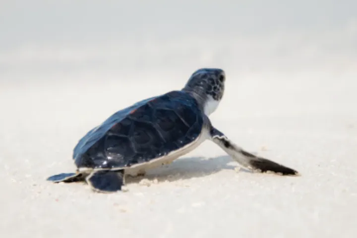 海龟选择特定沙滩产卵背后有着什么样的科学原理?