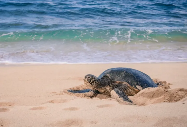 海龟选择特定沙滩产卵背后有着什么样的科学原理?