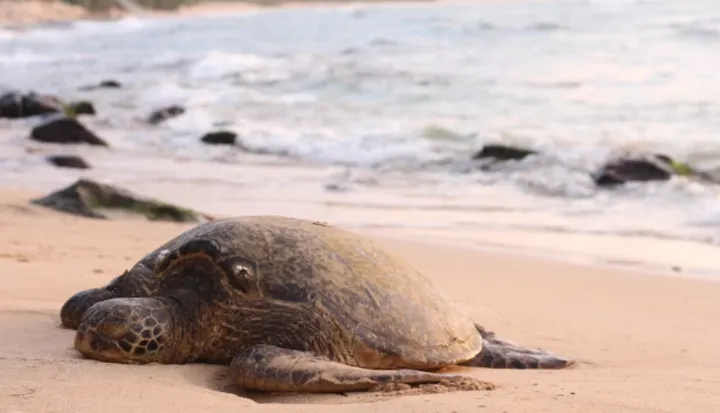 海龟选择特定沙滩产卵背后有着什么样的科学原理?