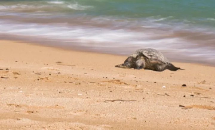 海龟选择特定沙滩产卵背后有着什么样的科学原理?