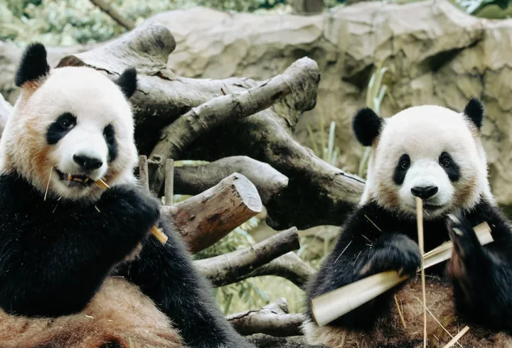 探索备受喜爱的国家级代表动物!