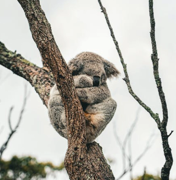 探索备受喜爱的国家级代表动物!