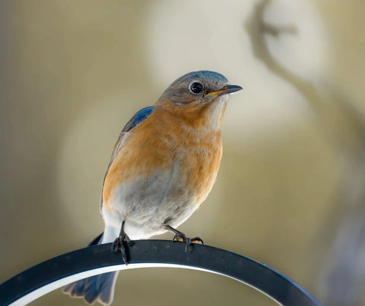 探索备受喜爱的国家级代表动物!